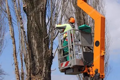 Poda de árboles en altura Tala y podas en altura