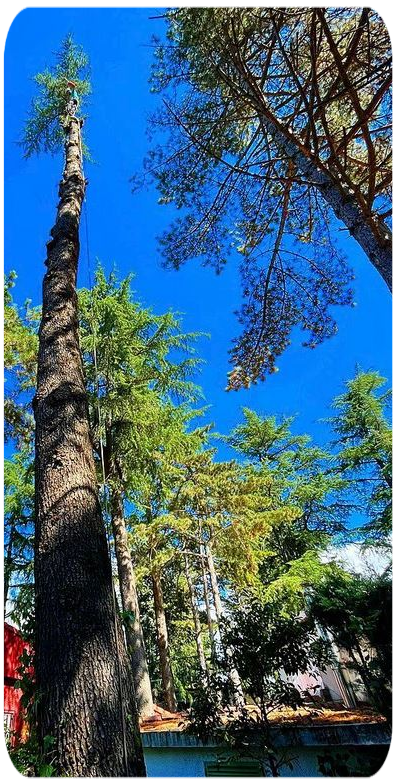 Tala y Poda de árboles en Madrid