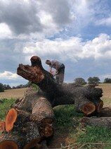Tala y poda de árboles en altura Talas y podas árboles en Altura