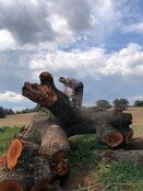 Talas y podas árboles en Altura