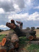 Tala y poda de árboles en altura Talas y podas árboles en Altura