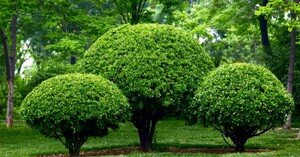 desbroces de fincas y parcelas Limpiezas de terrenos