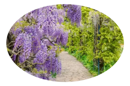 Servicio de Jardinería Mantenimiento de jardines