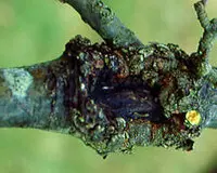 Bacterias Chancro en árboles Plaga Chancro plagas árboles