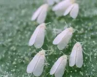 plaga árboles-mosca blanca mosca blanca-plaga-arboles
