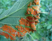 Roya HONGO MANCHAS BLANCAS Manchas blancas hongo Roya