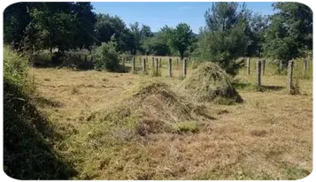 Desbrozamos tu finca en El Escorial, Madrid