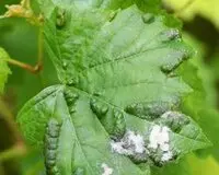 Hongo plaga árboles Oidio Hongo Oidio plaga árboles