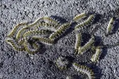 Desbroce de fincas y parcelas Barcelona y provincia