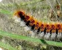 Plagas procesionaria pinos Orugas procesionaria-plagas