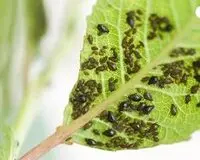 Pulgon-insecto plaga arboles Plaga Arboles pulgon