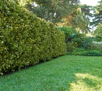 Desbroce de fincas y parcelas Barcelona y provincia