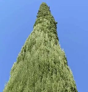 Desbroce de fincas y parcelas Barcelona y provincia