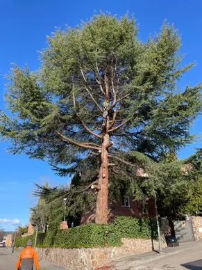 Tala y poda en altura Barcelona Poda y tala en altura en Barcelona provincia