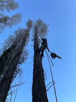 Talas controladas y podas de árboles
