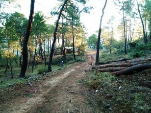 poda.jpg