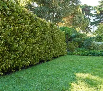 Tala y poda en altura de árboles