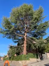 Tala y poda en altura, Podas en altura Talas controladas