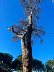 Tala y poda en altura, Podas en altura Talas controladas