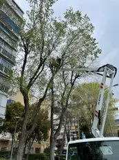 Tala y poda en altura, Podas en altura Talas controladas