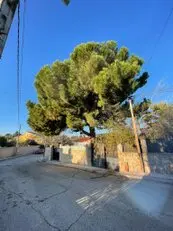 Tala y poda en altura, Podas en altura Talas controladas