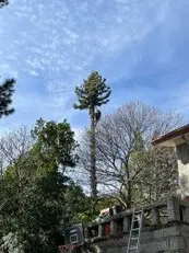 Tala y poda en altura, Podas en altura Talas controladas
