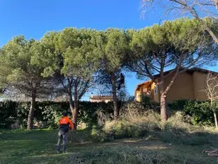 Tala y poda en altura, Podas en altura Talas controladas