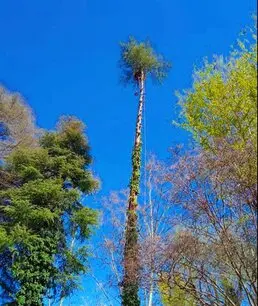 Servicios de talas y podas en altura de árboles Talas y podas en altura