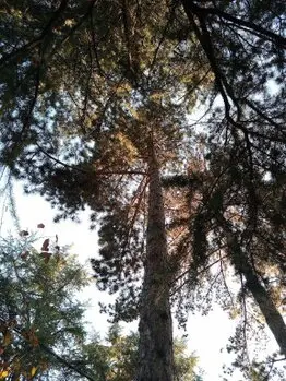 Talamos y podamos árboles en altura Podamos en altura talas controladas de árboles