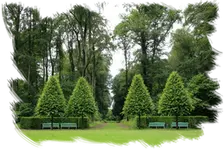 Tala y PODA DE ÁRBOLES Podas de altura