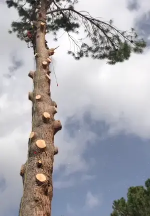 Podadores de árboles en Barcelona Taladores y podadores de árboles Barcelona
