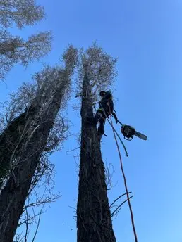 Talas y podas en altura de árboles, Podas en altura Talas controladas y podas de árboles