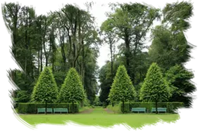 Desboce de fincas y parcelas en Madrid Desbrozamos parcelas y terrenos en Madrid