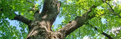 tala y poda de árboles grandes en altura podas y talas en altura