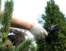 PODA DE PLANTAS Y ARBUSTOS PODA DE ARBUSTOS Y PLANTAS