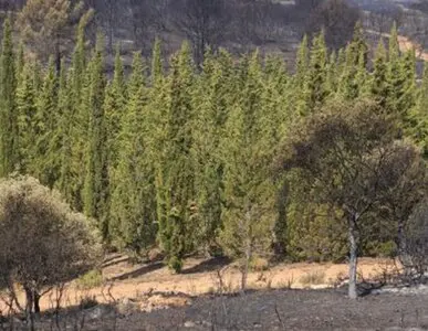 Desbroce de fincas y parcelas Barcelona y provincia Desbroce de fincas y parcelas Barcelona y provincia